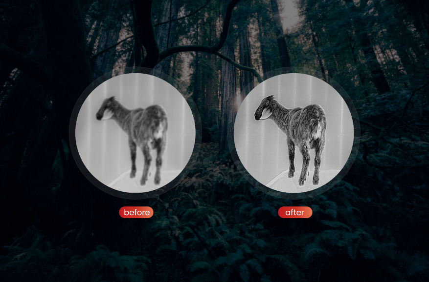 Adaptiver dynamischer Filteralgorithmus von PureIR (PureIR)